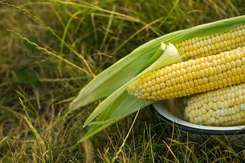 Closeup of fresh corn in a field Stock Photos