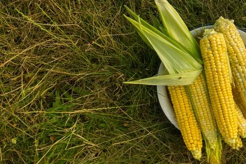 Closeup of fresh corn in a field Stock Photos