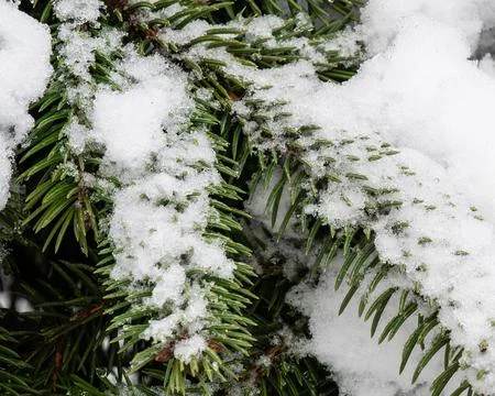 Closeup Fresh, fallen snow on tree branches 写真素材