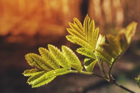 Closeup of fresh foliage in spring forest Stock Photos