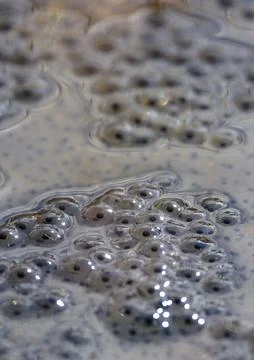 Closeup of fresh frog spawn at Spring, Finland Stock Photos