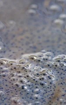 Closeup of fresh frog spawn at Spring, Finland Stock Photos