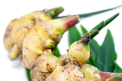 Closeup fresh ginger on white background Stock Photos