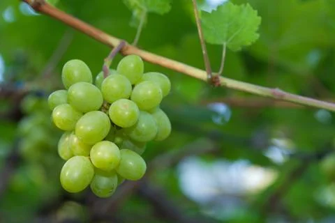 Closeup of fresh grape Foto stock