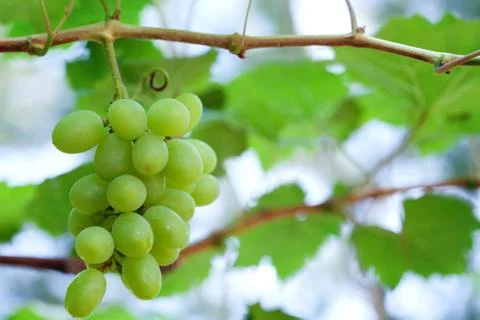 Closeup of fresh grape Stock Photos