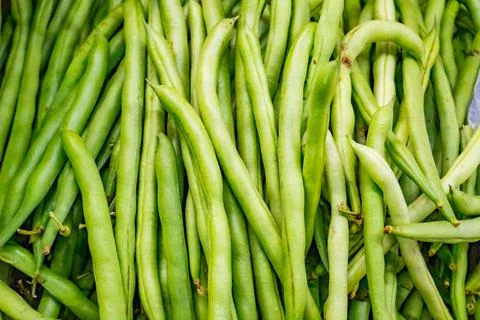 Closeup of Fresh Green Beans Piled High in a Field Produce Theme. Stock Photos