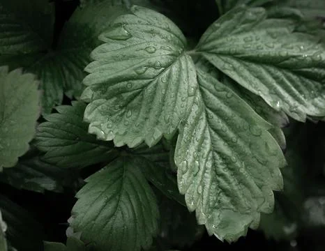 Closeup of fresh green leaves with dew Stock Photos