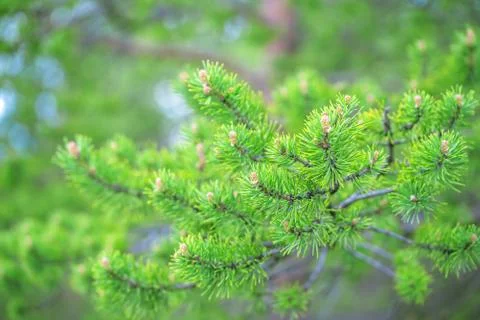Closeup of fresh green long pine needles Stock Photos