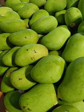 Closeup of fresh mango fruit being sold Stock Photos