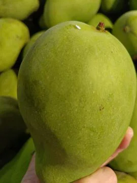 Closeup of fresh mango fruit Stock Photos