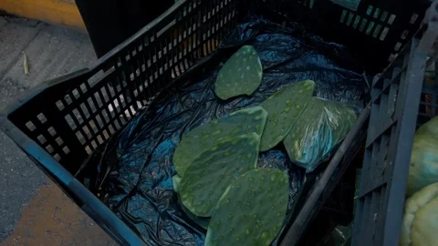 Closeup of fresh nopal cactus pads in plastic crate at traditional market in Stock Footage 341917271