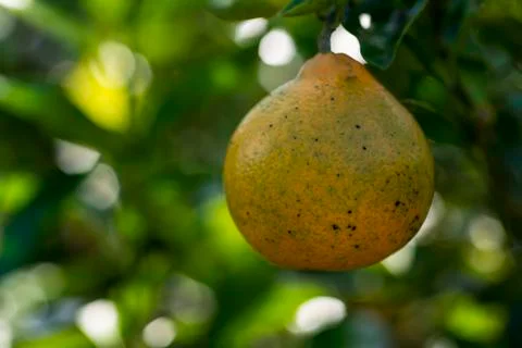 Closeup fresh oranges 스톡 사진