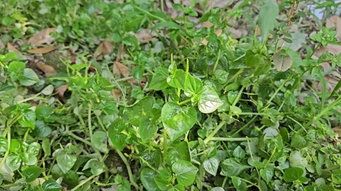 Closeup of fresh Pepper Elder plant growing naturally in garden. Stock Footage 341904374