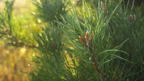 Closeup of fresh pine branches with pine buds on a summer warm day. Vídeo Stock 115641244