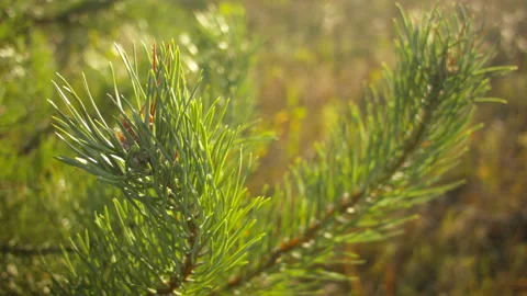 Closeup of fresh pine branches with pine buds on a summer warm day. Stock Footage 115647035