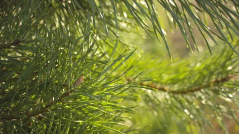 Closeup of fresh pine branches with pine buds on a summer warm day. Stock-Footage 115650299