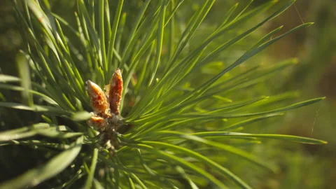 Closeup of fresh pine branches with pine buds on a summer warm day. Stock Footage 115651257