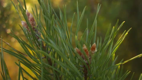 Closeup of fresh pine branches with pine buds on a summer warm day. Stock-Footage 115653309