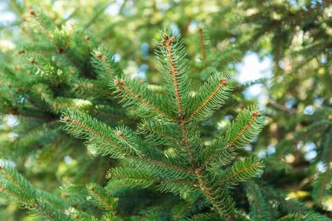 Closeup fresh pine tree needle leaves on branch over blue sky in spring Stock Photos