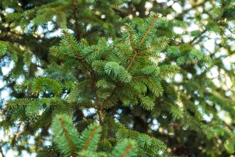 Closeup fresh pine tree needle leaves on branch over blue sky in spring Stock Photos