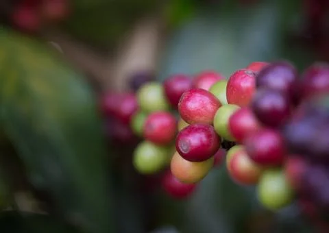 Closeup fresh raw coffee on tree 写真素材