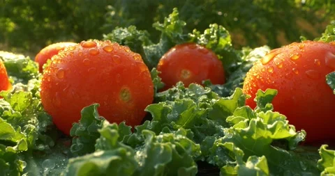 Closeup fresh red tomato vegetables on green salad leaves with water drops Stockbeeldmateriaal 153956661