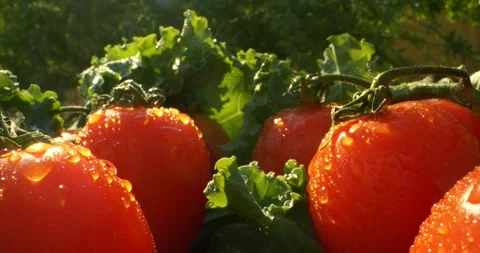 Closeup fresh red tomato vegetables on green salad leaves with water drops Vídeo Stock 155669848