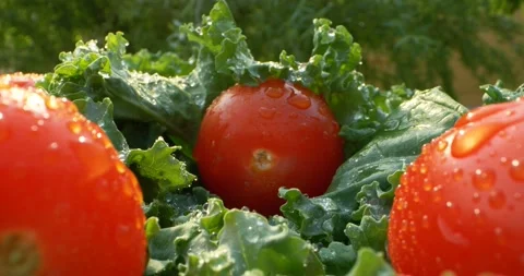 Closeup fresh red tomato vegetables on green salad leaves with water drops Vídeos de archivo 156431983