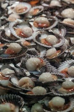 Closeup of fresh Scallops in their shells on a fishmonger stall at a Market Foto stock