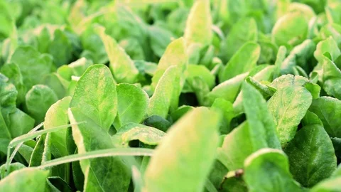 Closeup of fresh Spinach Stock Footage 93965523