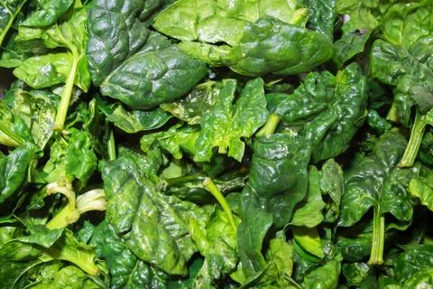 Closeup of fresh spinach Stock Photos