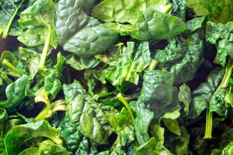 Closeup of fresh spinach Stock Photos