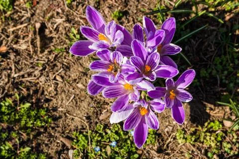 Closeup fresh spring crocus flower warmed by sun beams in forest at sunrise Stock Photos