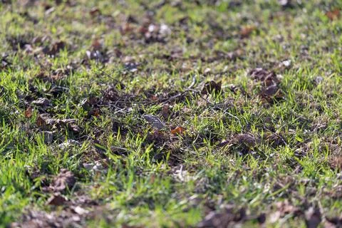 Closeup fresh spring grass with shoot and dew, patchy soil, scattered dry lea Stock Photos