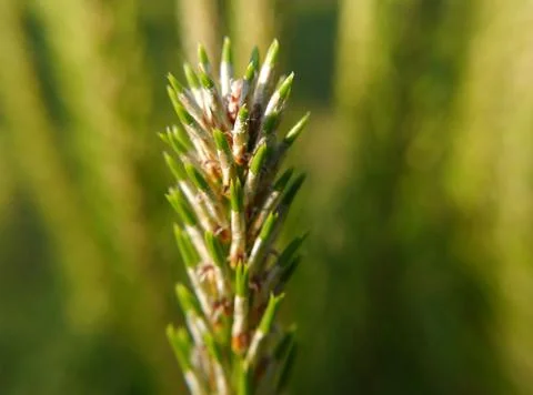 Closeup of a fresh sprout of a pine tree Stock Photos