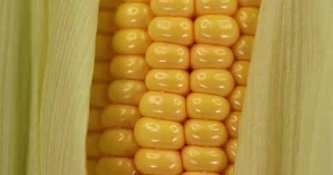 Closeup Fresh Sweet Corn on Cob,Background Food Organic Stock Footage 158240296