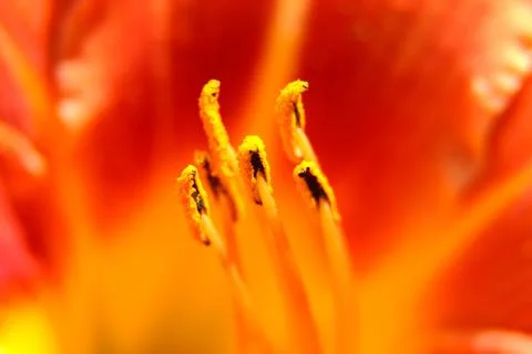 Closeup fresh towering Stock Photos