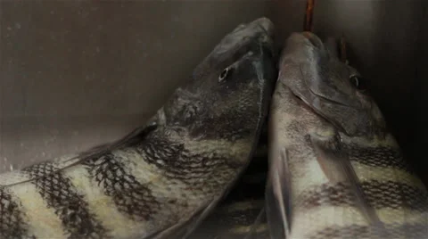 Closeup of freshly caught sheephead fish Stock-Footage 38295620