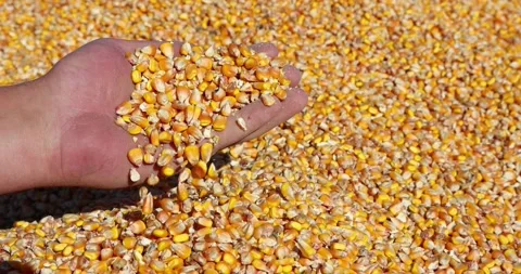 Closeup of freshly harvested corn, slow motion Stock Footage 219829161