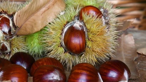 Closeup of freshly picked chestnuts with hedgehogs on wood. Stock Footage 164298454