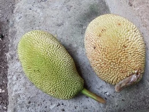 Closeup of freshly picked jackfruit. Fotos Stock