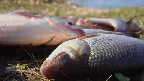 Closeup of freshly сaught  roach fish jumping on the ground. Slow motion Stock Footage 74068017