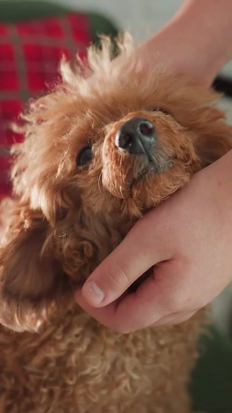 Closeup of friendly affectionate canine, Tender moment between owner and joyful Stock-Footage 323719936