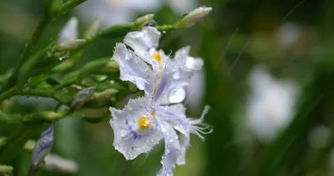 Closeup of fringed iris flower with raindrops in a garden Stock Footage 341939422