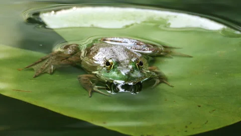 Closeup of frog on a Lilypad 動画素材 276172804