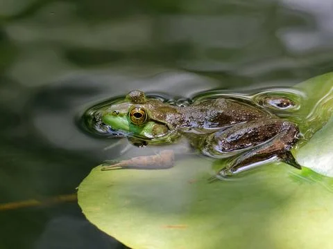 Closeup of frog on a Lilypad. 写真素材