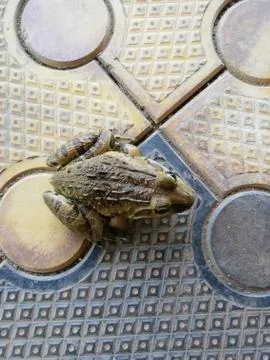 Closeup of a frog stands on an interlock surface Stock Photos