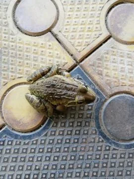 Closeup of a frog stands on an interlock surface Stock Photos