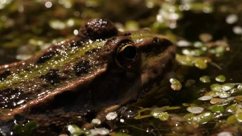Closeup of frog in swamp 1 Stock Footage 136302479