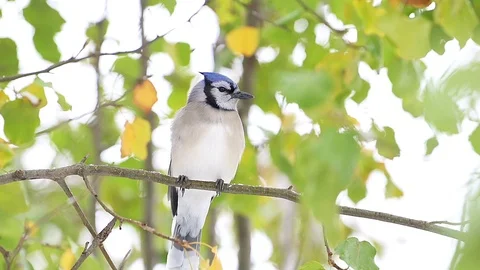 Closeup front of blue jay bird flying away on tree in Virginia rain, snow Stock Footage 98616578